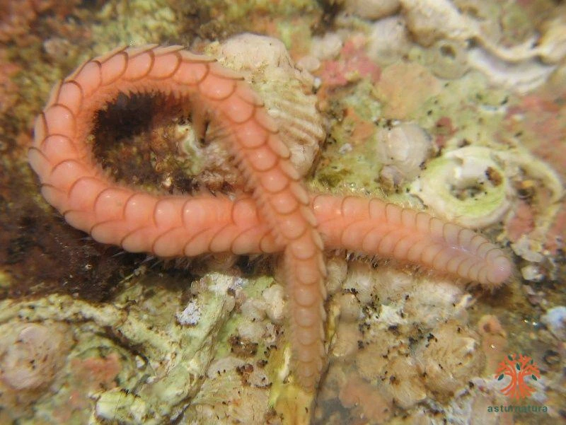 Acholoe squamosa