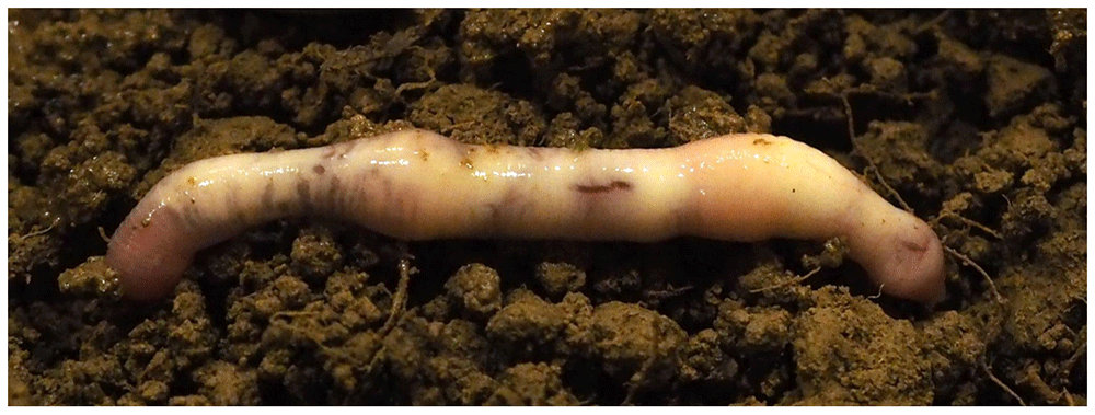 Ailoscolex lacteospumosus