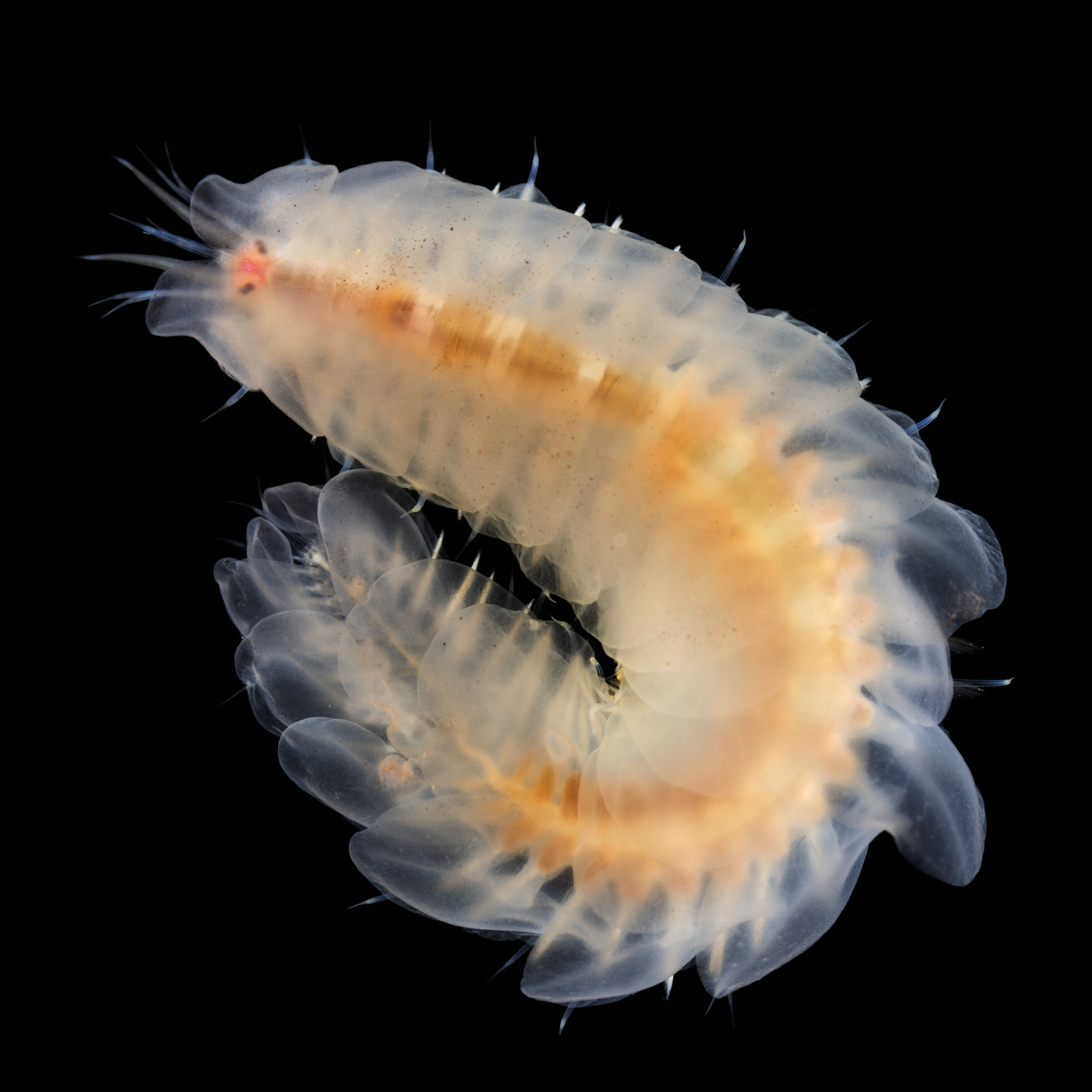 Alentia gelatinosa