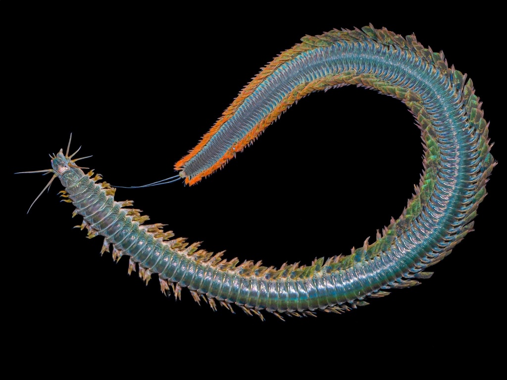 Alitta virens