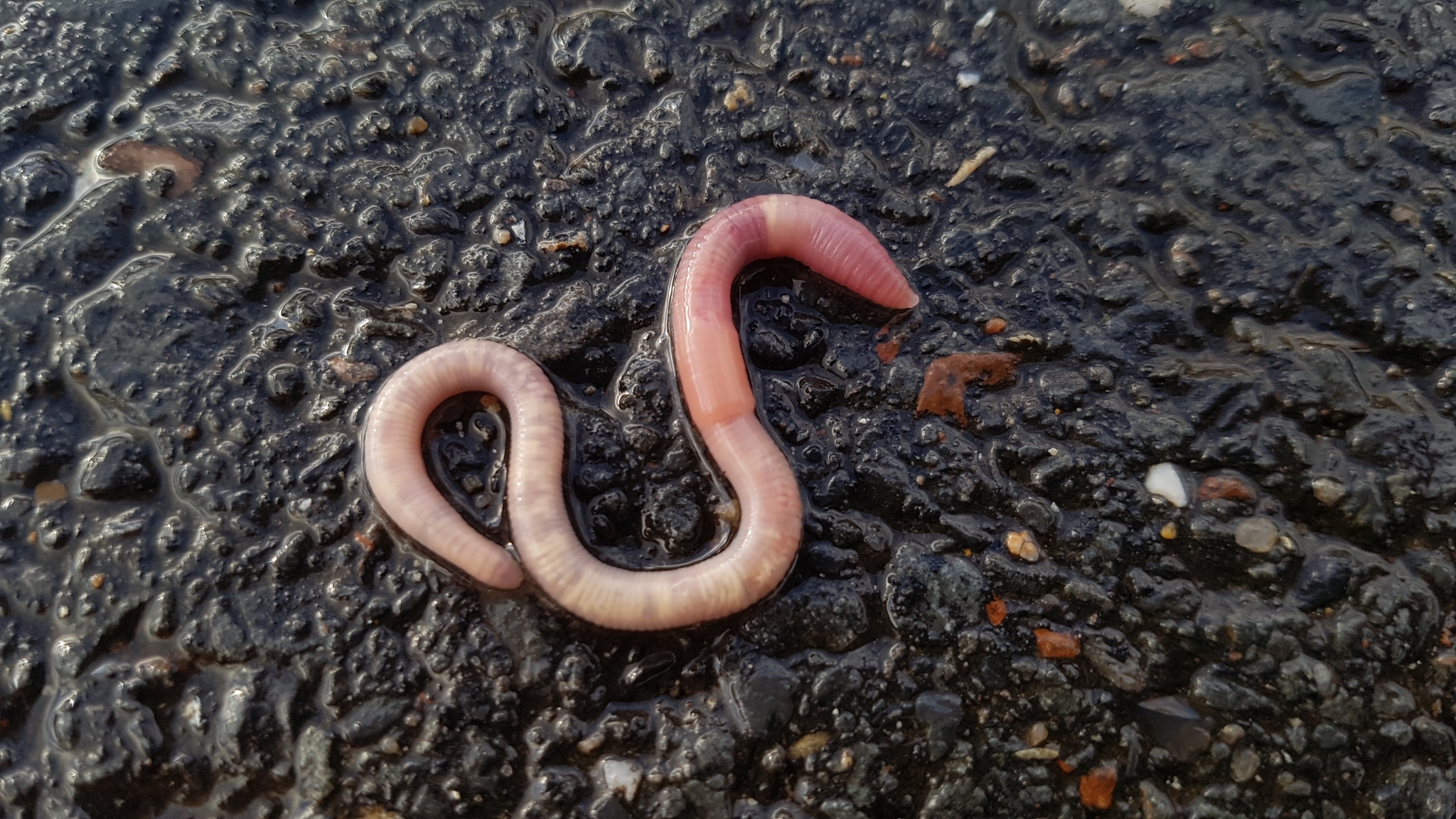 Allolobophora icterica