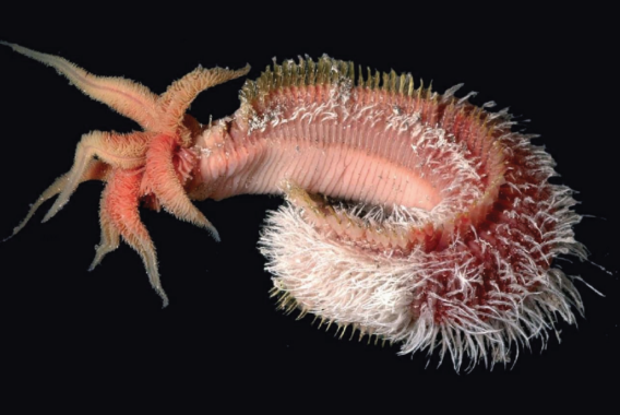 Alvinella pompejana