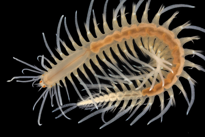 Amphiduros pacificus
