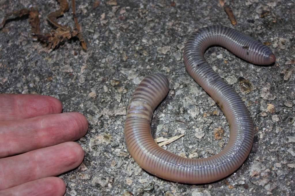 Amynthas aspergillum