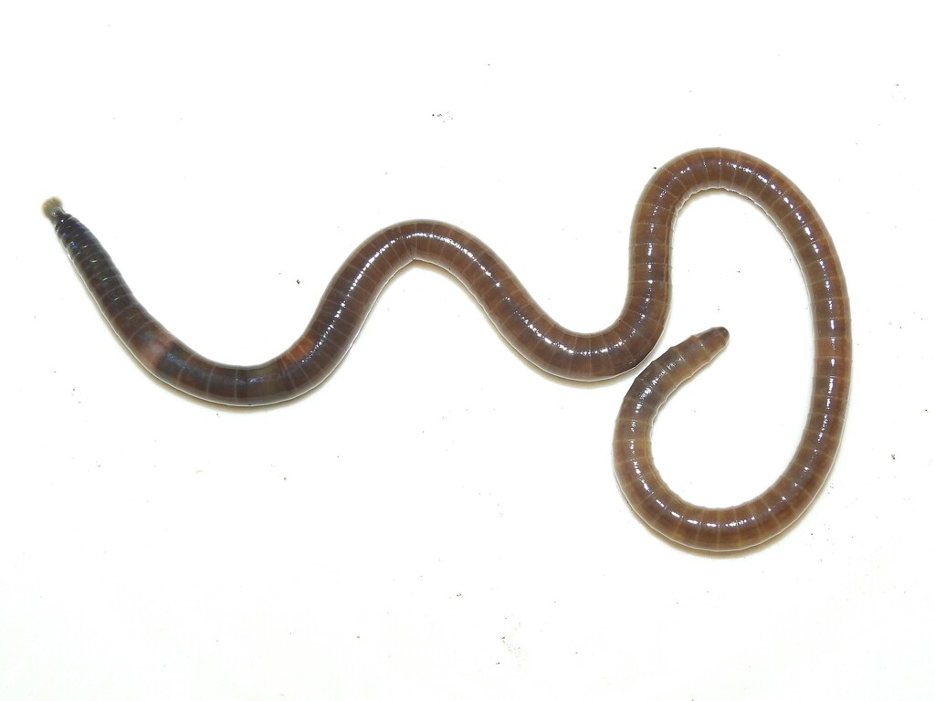 Amynthas corticis