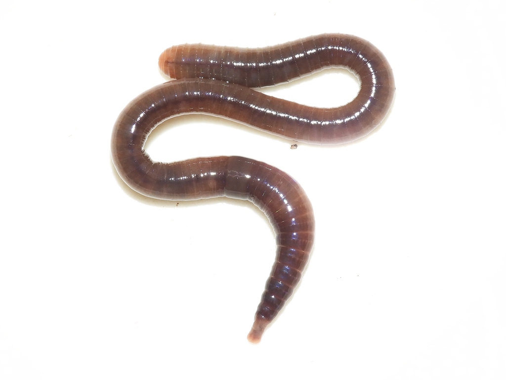 Amynthas gracilis