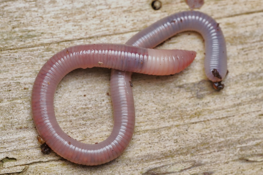 Aporrectodea caliginosa