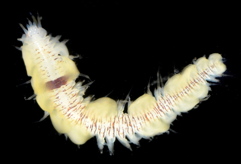 Arctonoe vittata