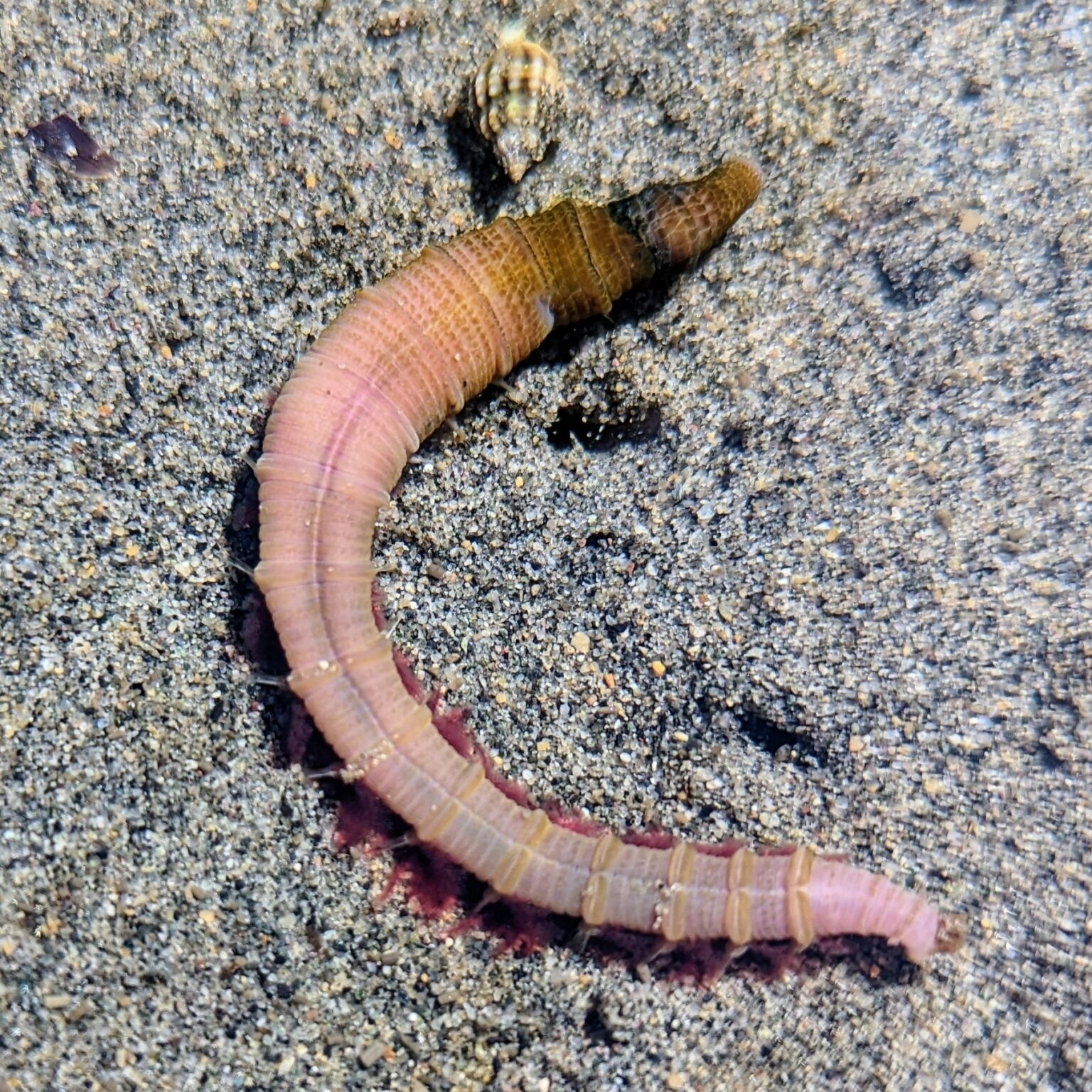 Arenicola marina