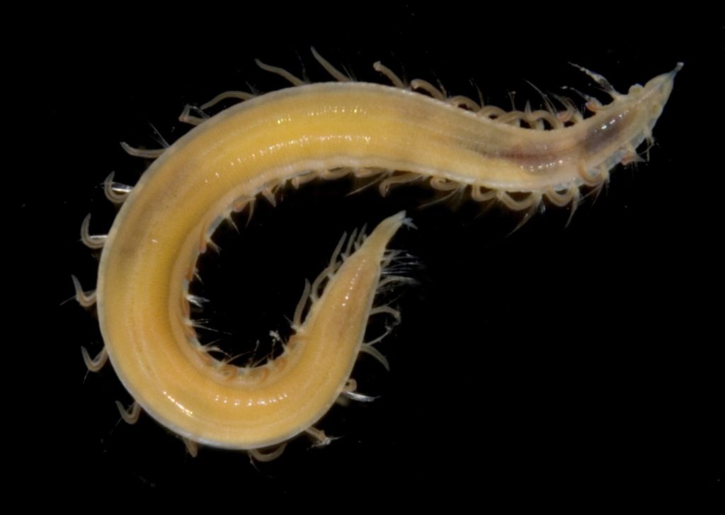 Armandia brevis