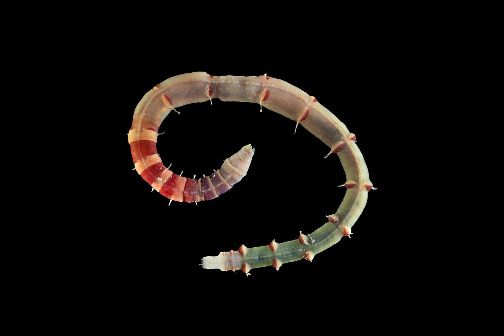 Axiothella rubrocincta