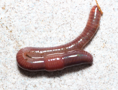 Bimastos eiseni