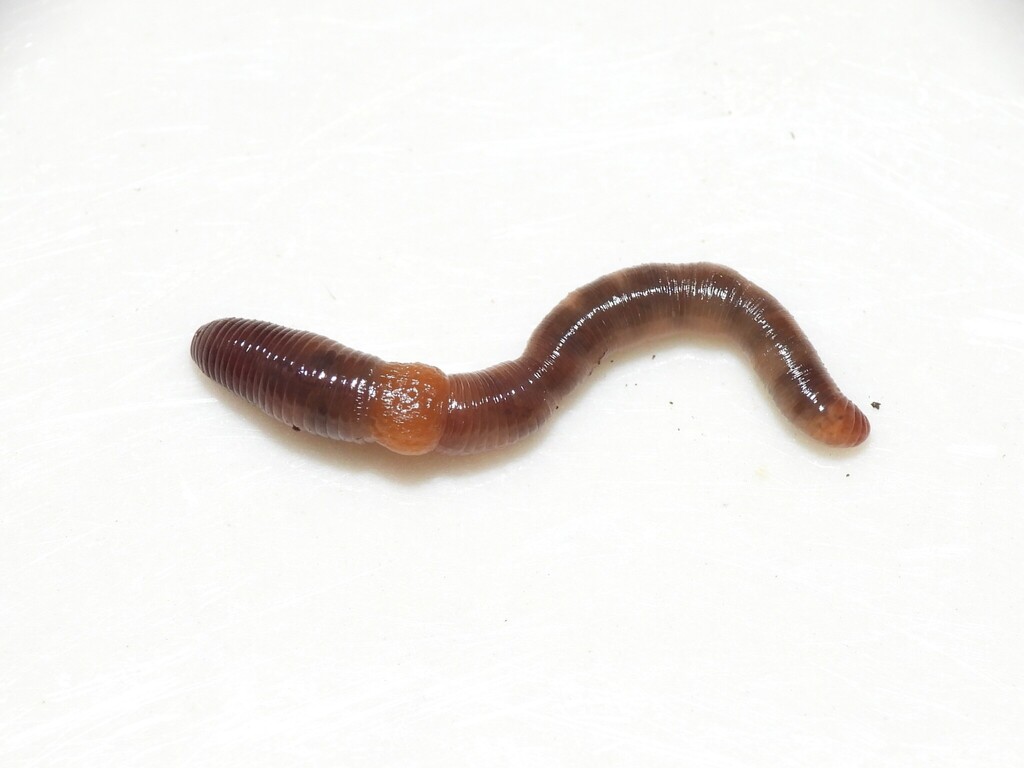 Bimastos rubidus