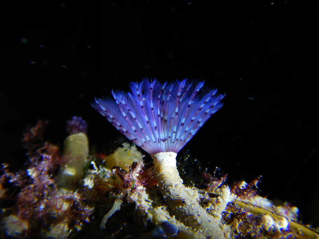 Bispira polyomma