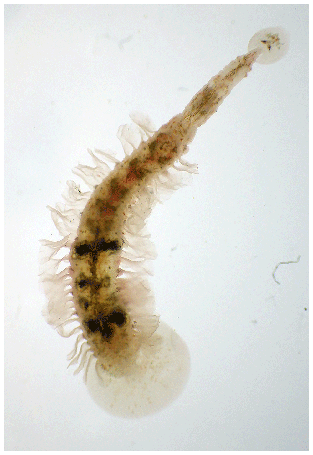 Branchellion lobata