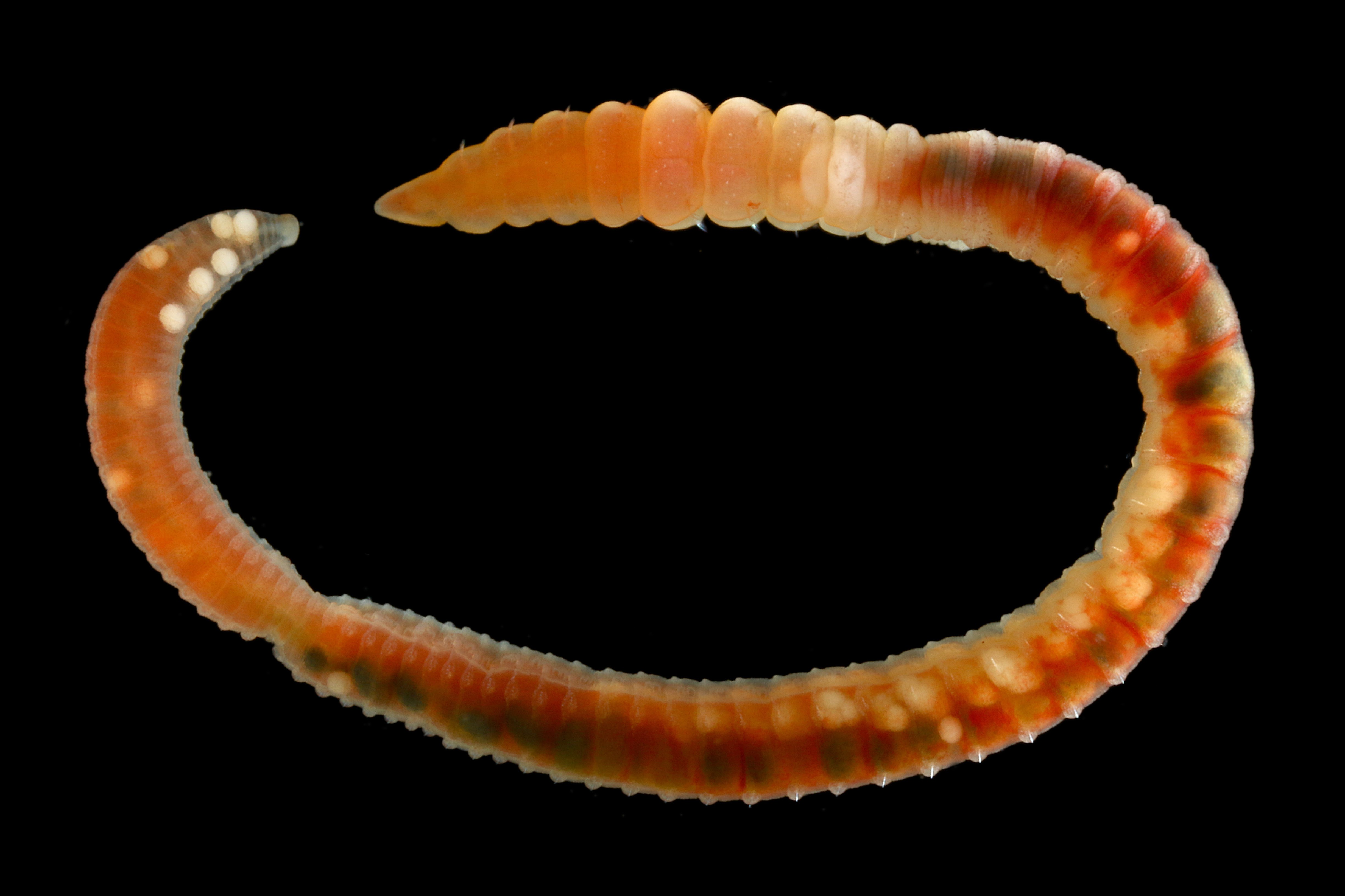 Capitella teleta