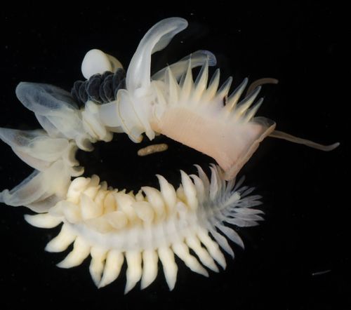 Chaetopterus dewysee