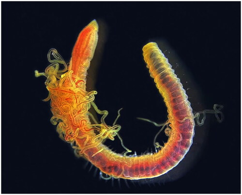 Cirriformia tentaculata
