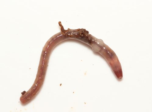 Dendrobaena attemsi