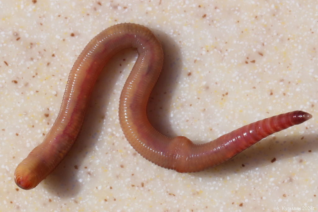 Eisenia fetida
