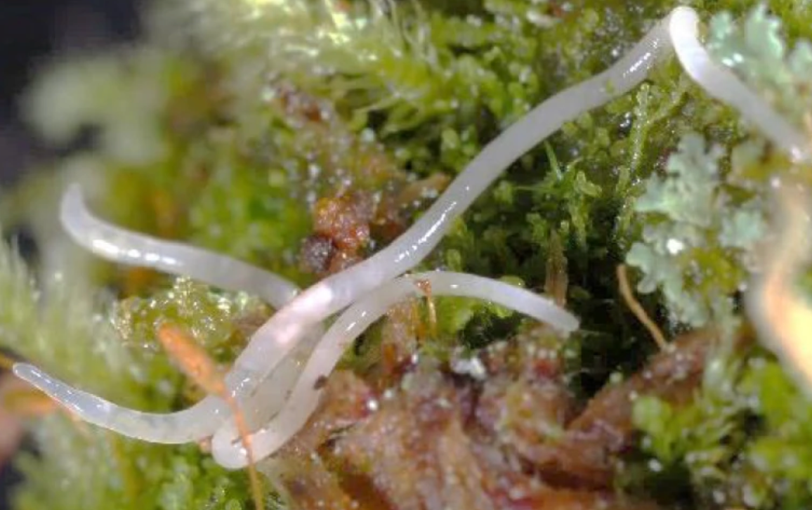 Enchytraeus crypticus