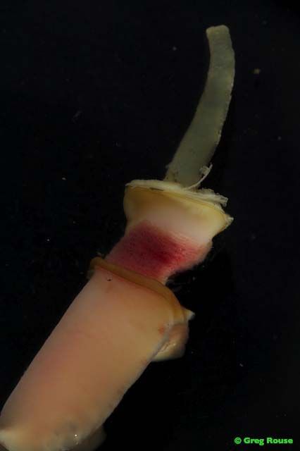 Escarpia spicata