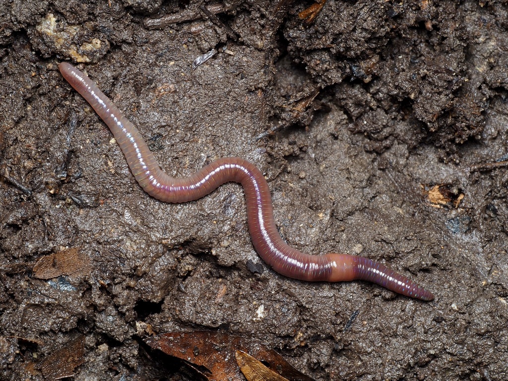 Eudrilus eugeniae