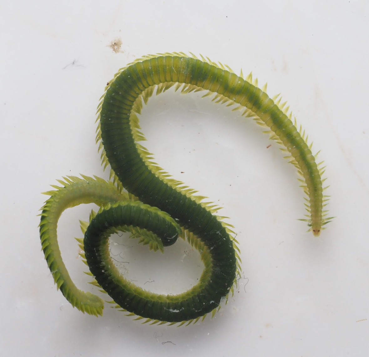 Eulalia xanthomucosa