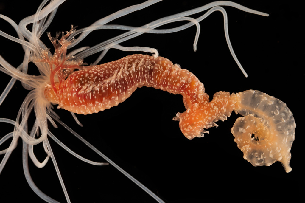 Eupolymnia gili