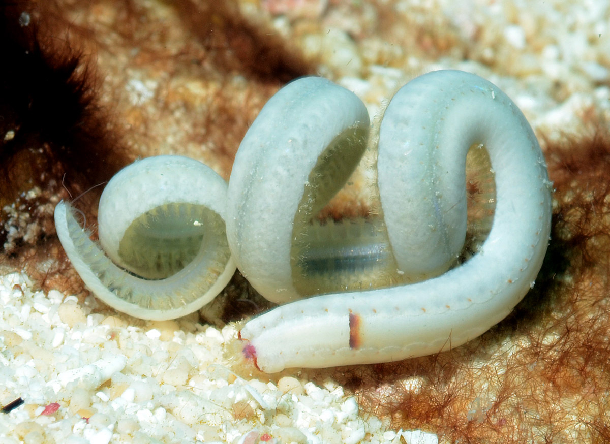 Euthalenessa oculata