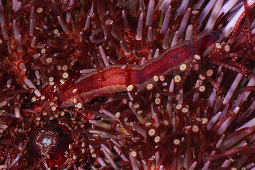 Flabesymbios commensalis