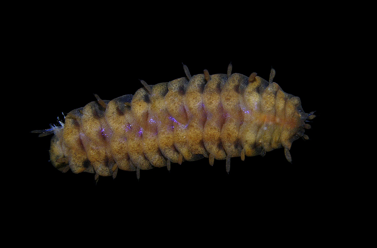 Gastrolepidia clavigera