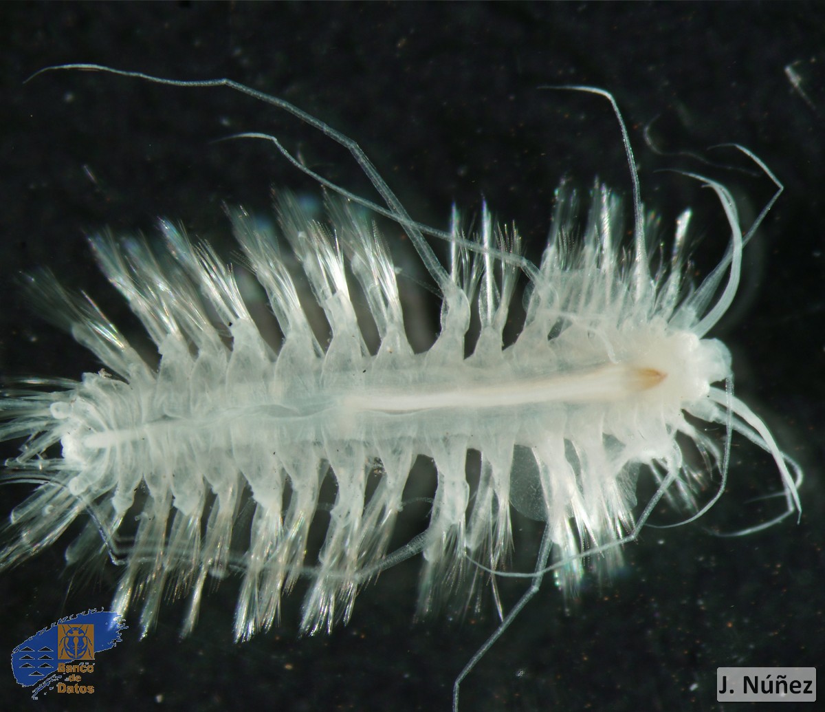 Gesiella jameensis