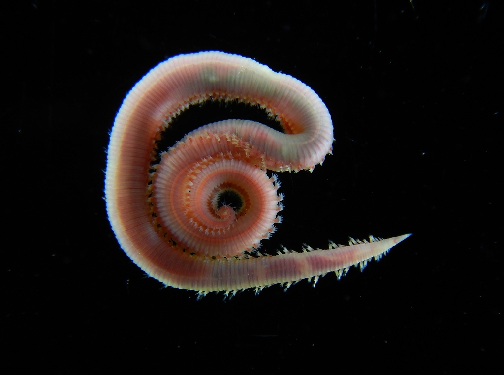 Glycera tridactyla