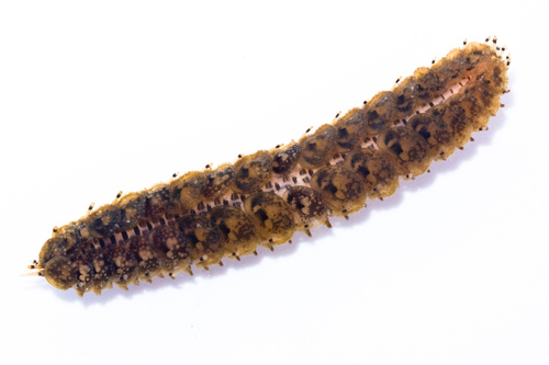 Halosydna brevisetosa