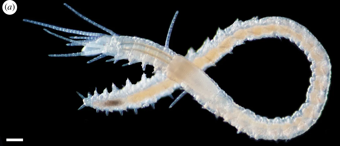 Haplosyllis anthogorgicola