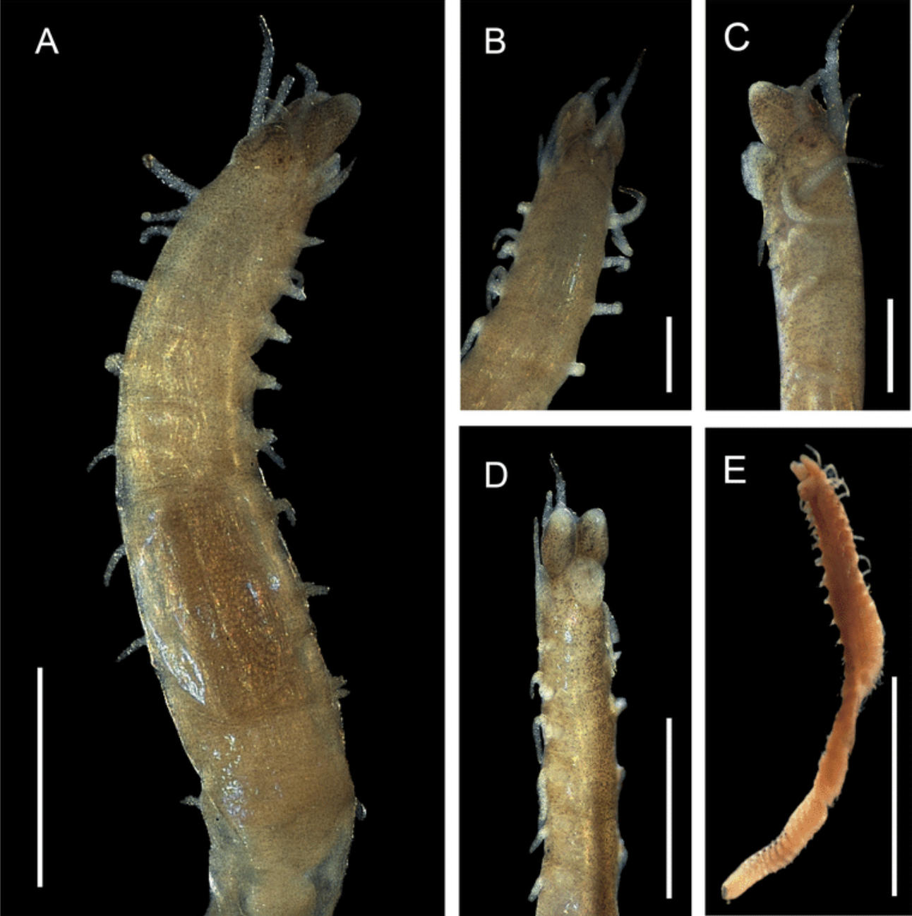 Haplosyllis leylae