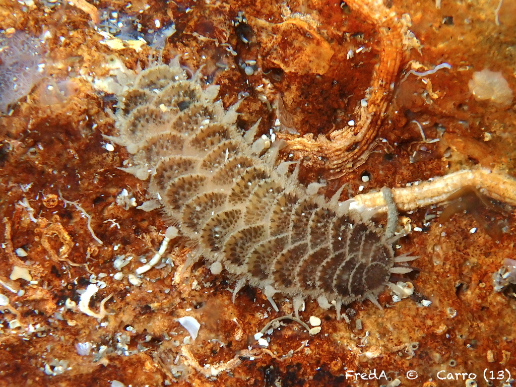 Harmothoe areolata