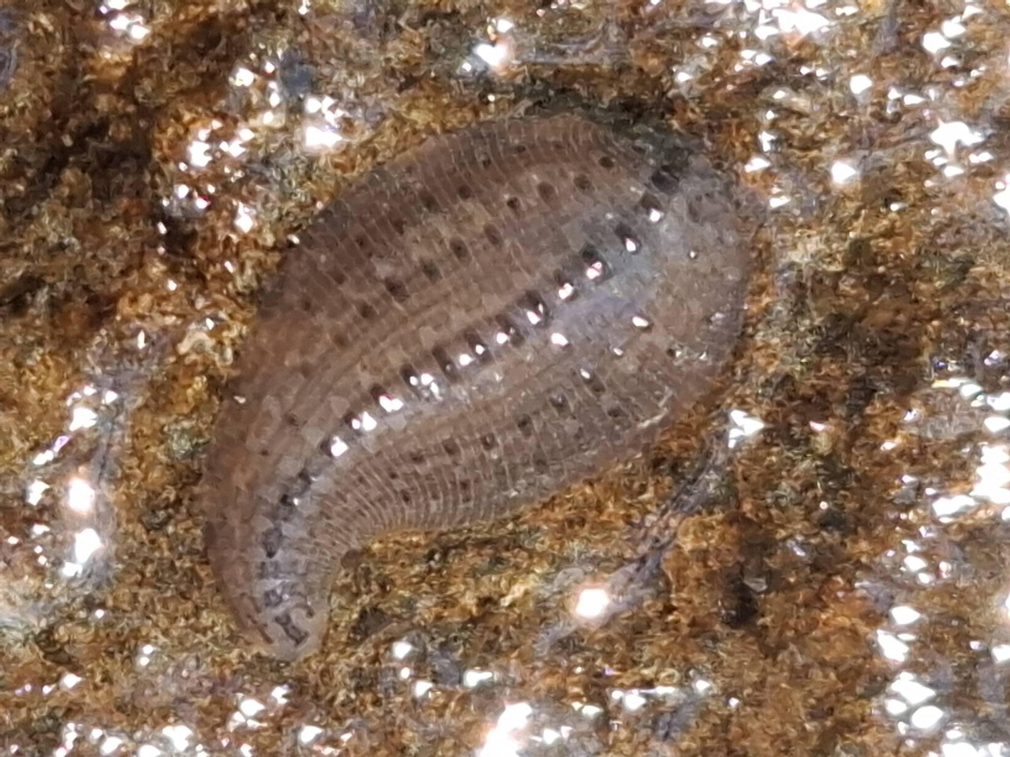 Helobdella europaea