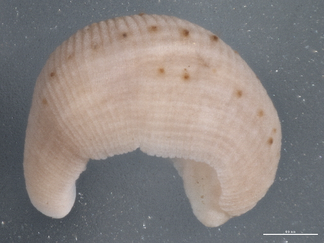 Helobdella robusta