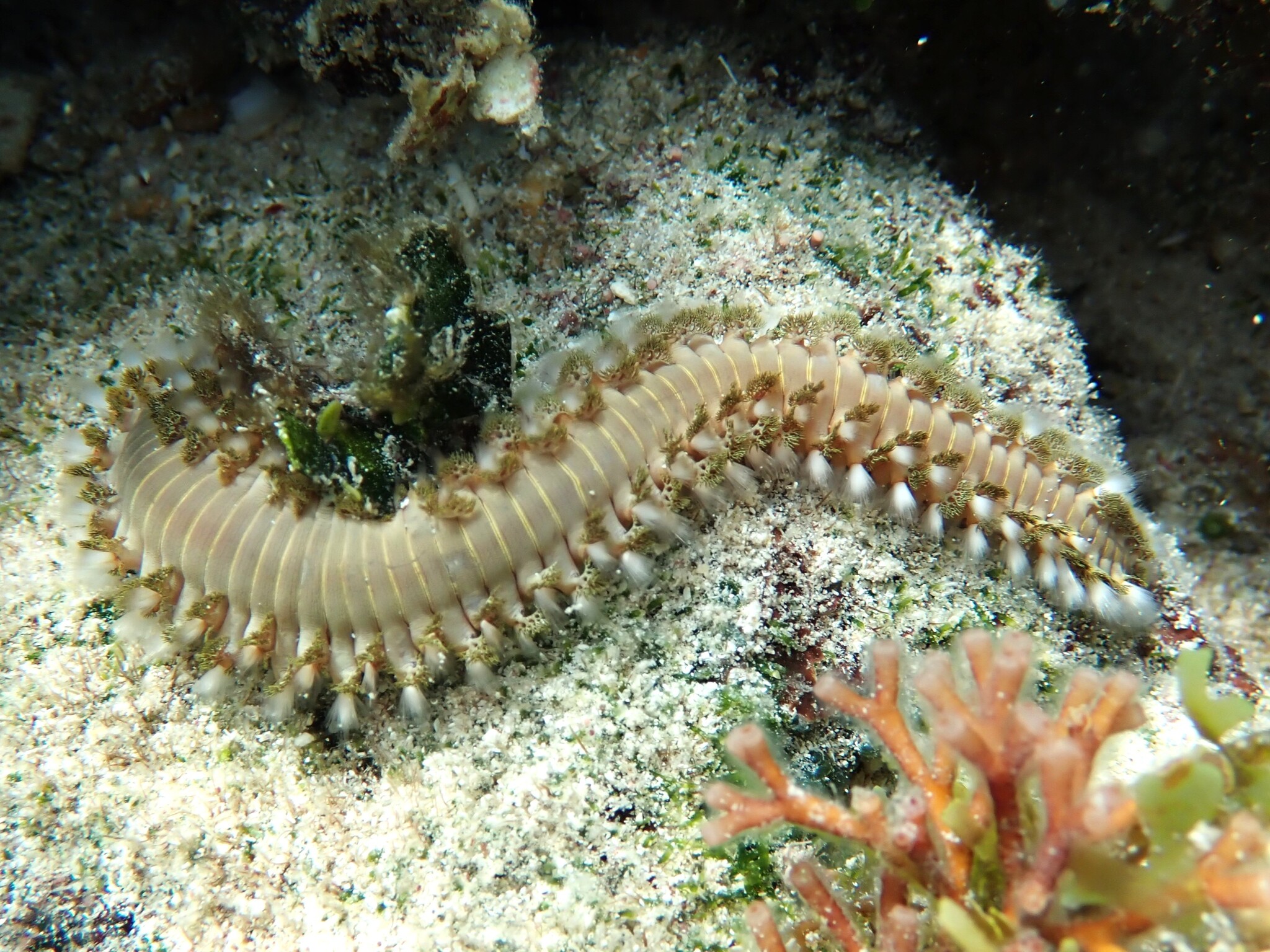 Hermodice carunculata