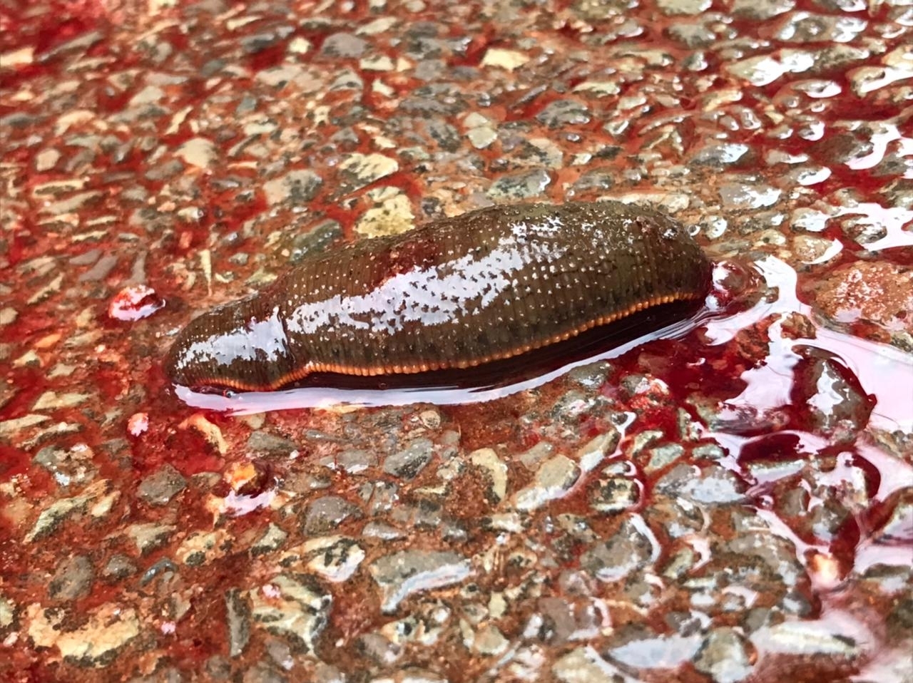 Hirudinaria manillensis