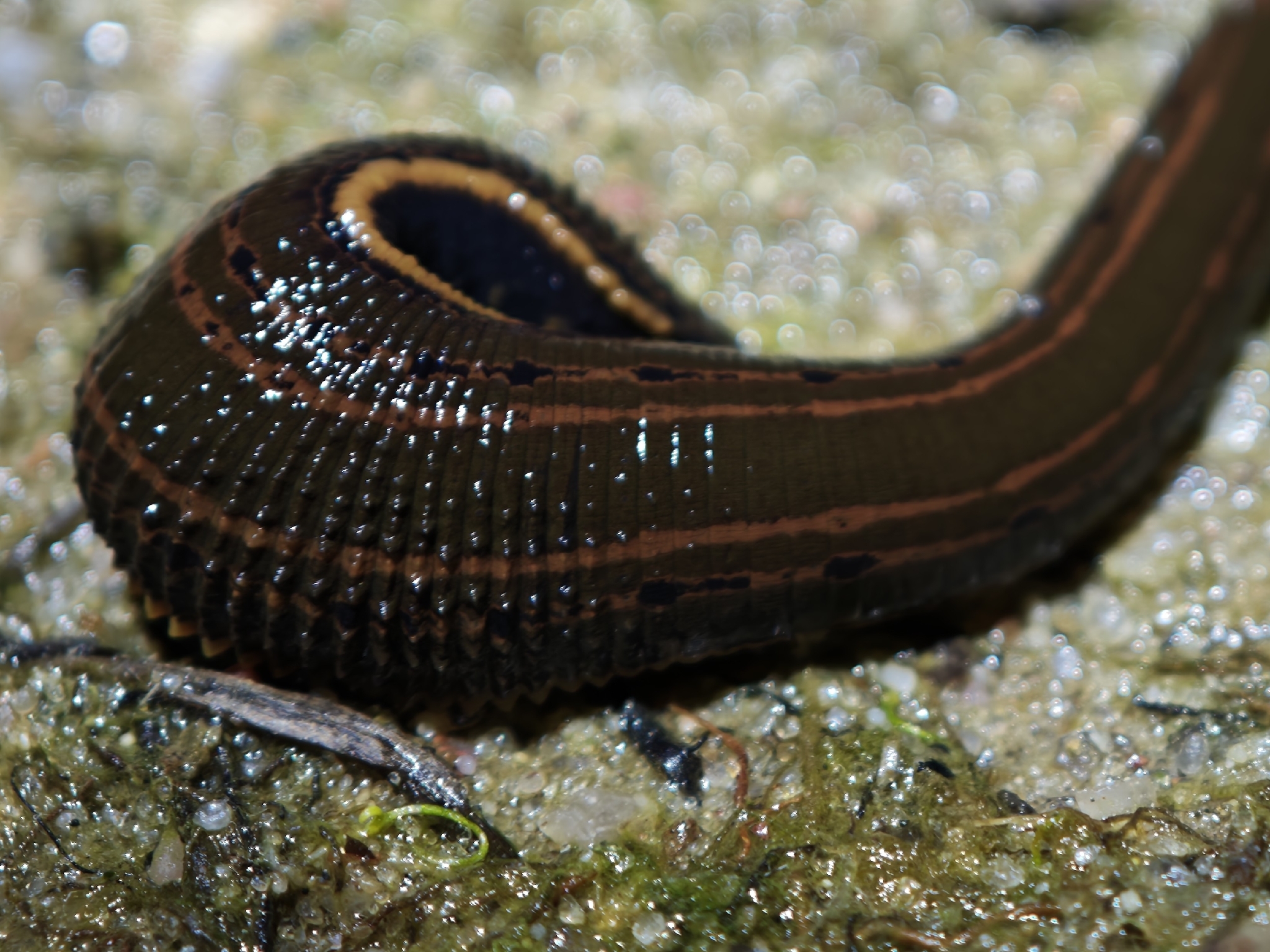 Hirudo medicinalis
