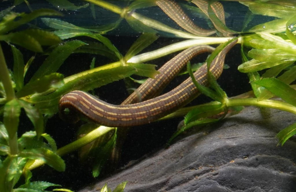 Hirudo nipponia