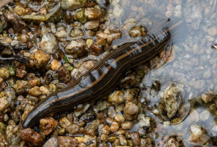 Hirudo tianjinensis
