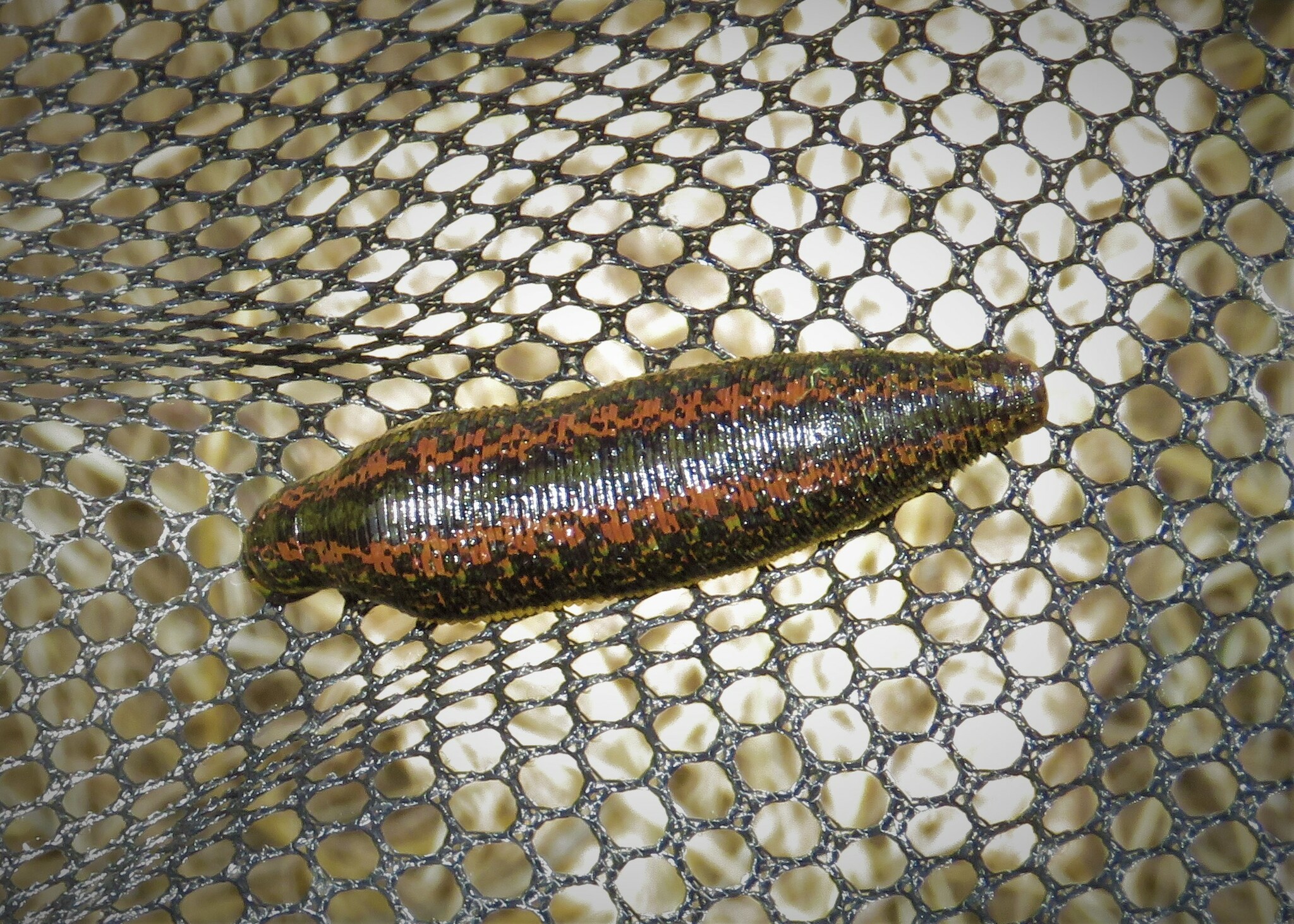 Hirudo verbana