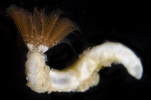 Hydroides elegans