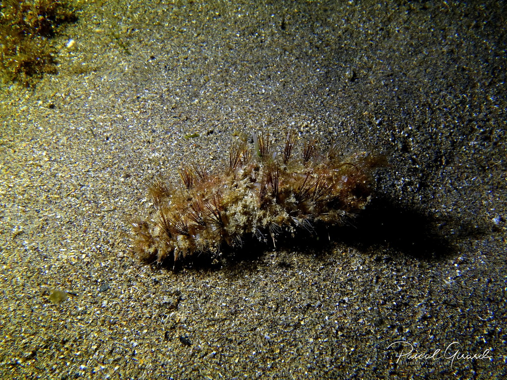 Laetmonice hystrix