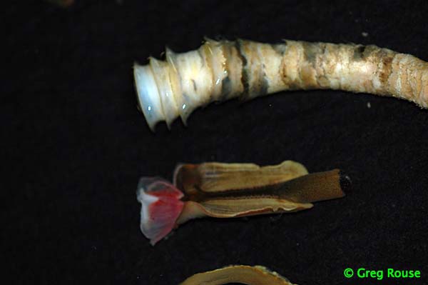 Lamellibrachia barhami