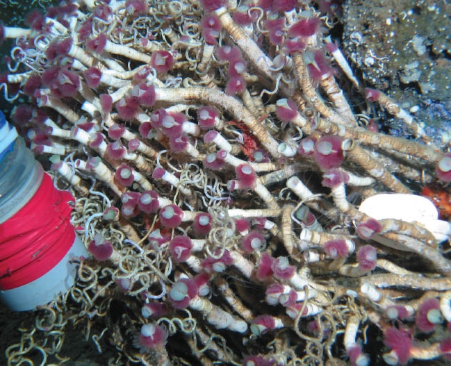 Lamellibrachia columna